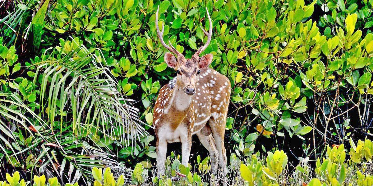 ২টি অনুচ্ছেদ লিখন, ২য় পর্ব, এসএসসি বাংলা ২য় পত্র